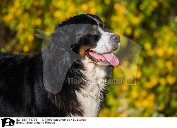 Berner Sennenhund Portrait / SST-15798
