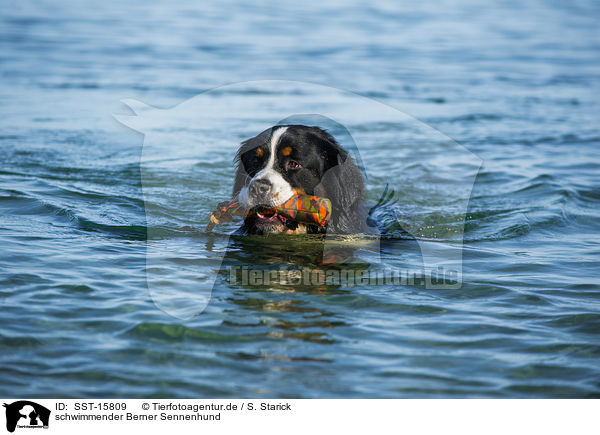 schwimmender Berner Sennenhund / SST-15809
