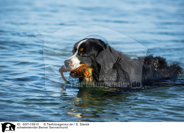 schwimmender Berner Sennenhund / SST-15810