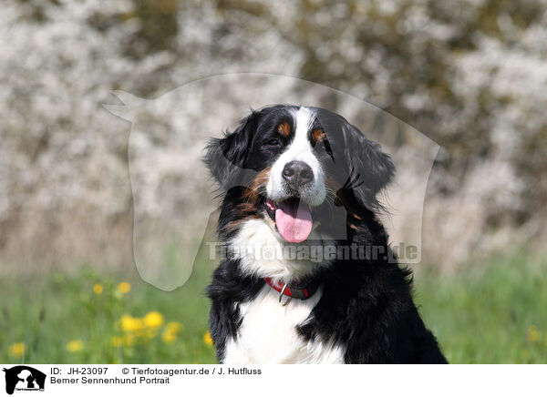 Berner Sennenhund Portrait / JH-23097