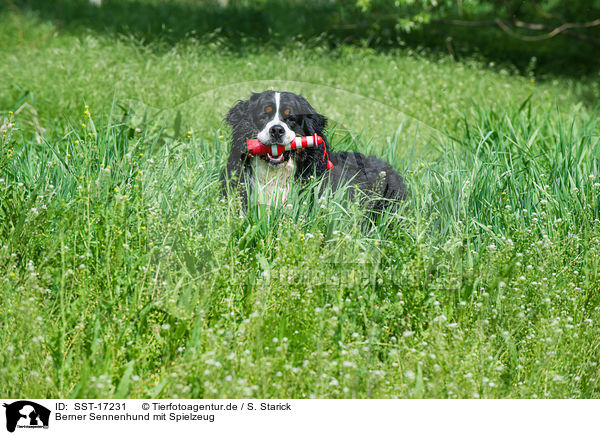 Berner Sennenhund mit Spielzeug / SST-17231