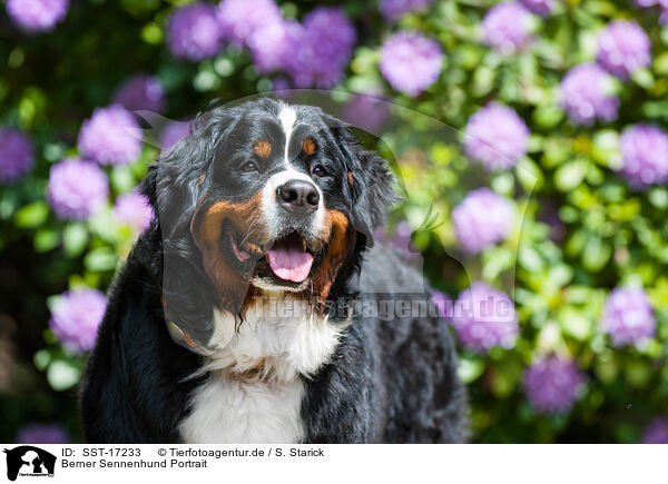 Berner Sennenhund Portrait / SST-17233