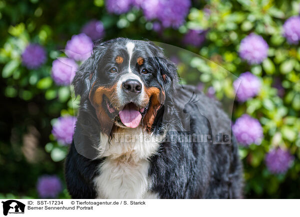 Berner Sennenhund Portrait / SST-17234