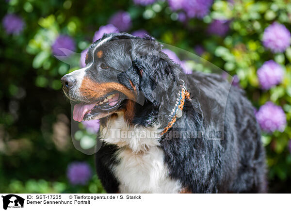 Berner Sennenhund Portrait / SST-17235