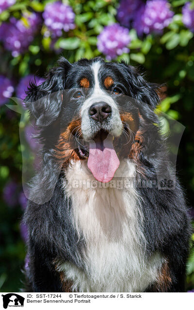 Berner Sennenhund Portrait / SST-17244