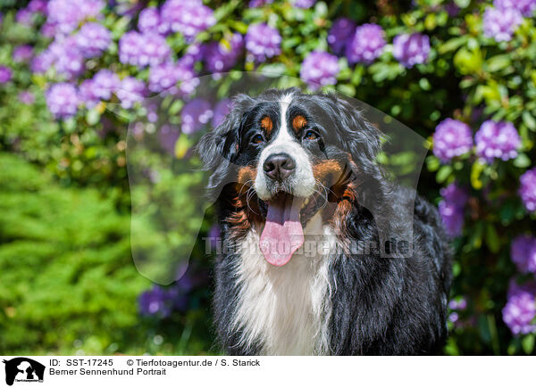 Berner Sennenhund Portrait / SST-17245