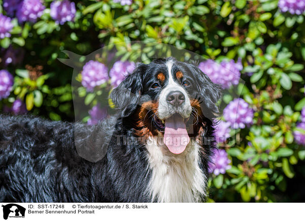 Berner Sennenhund Portrait / SST-17248