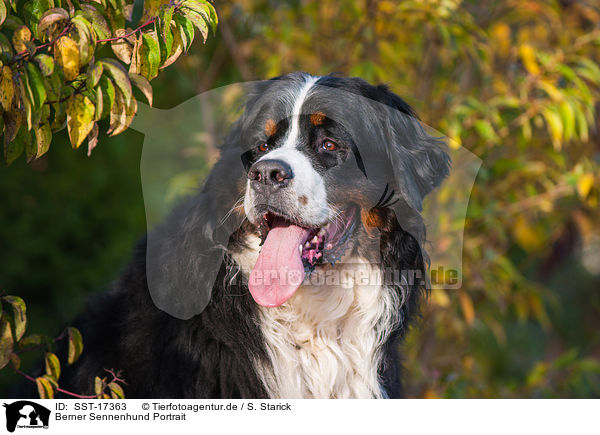 Berner Sennenhund Portrait / SST-17363