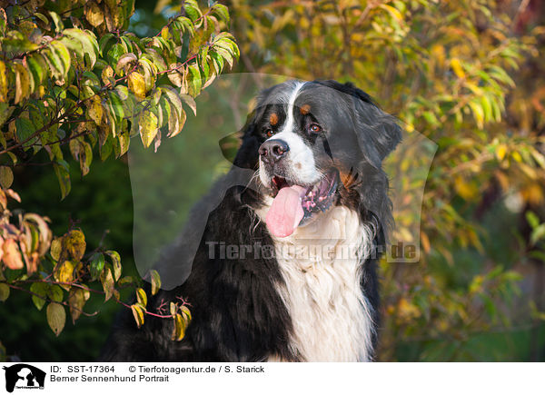 Berner Sennenhund Portrait / SST-17364
