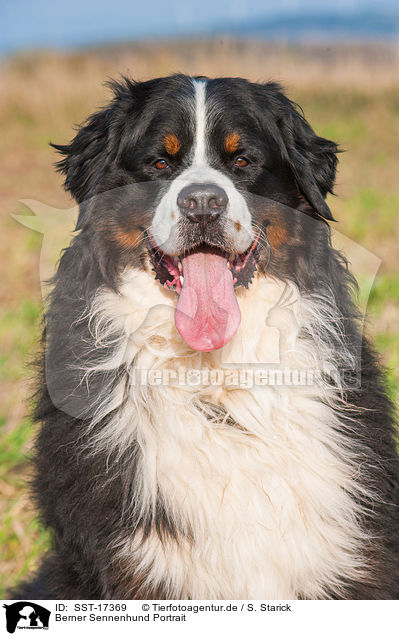 Berner Sennenhund Portrait / SST-17369