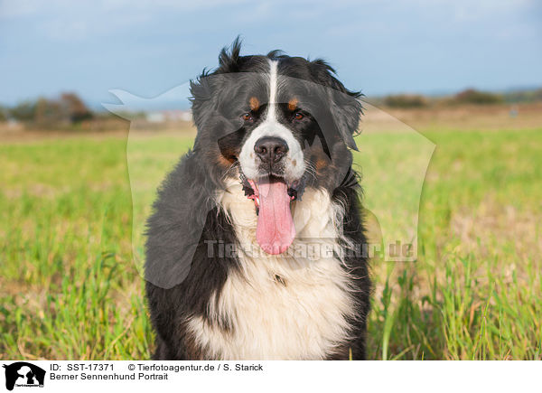 Berner Sennenhund Portrait / SST-17371