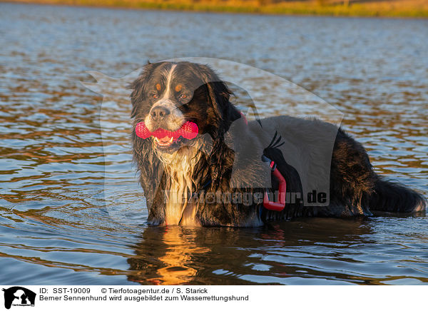 Berner Sennenhund wird ausgebildet zum Wasserrettungshund / Bernese Mountain Dog is trained as a water rescue dog / SST-19009