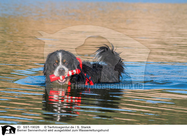 Berner Sennenhund wird ausgebildet zum Wasserrettungshund / Bernese Mountain Dog is trained as a water rescue dog / SST-19026