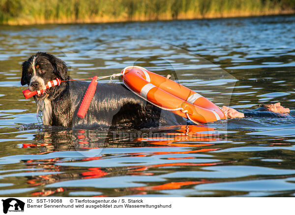 Berner Sennenhund wird ausgebildet zum Wasserrettungshund / Bernese Mountain Dog is trained as a water rescue dog / SST-19068