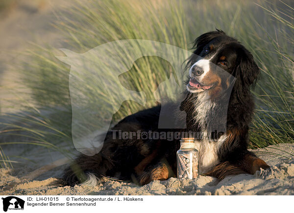 liegender Berner Sennenhund / lying Bernese Mountain Dog / LH-01015