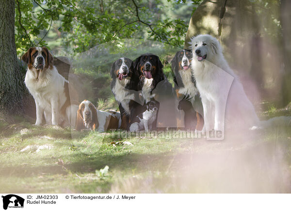 Rudel Hunde / group Dogs / JM-02303