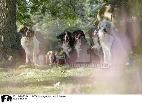 Rudel Hunde / group Dogs / JM-02304