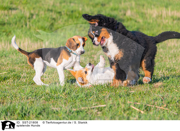 spielende Hunde / playing dogs / SST-21808