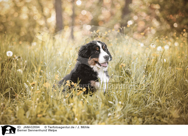 Berner Sennenhund Welpe / JAM-02694
