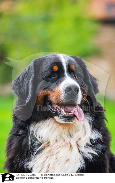Berner Sennenhund Portrait / SST-22280