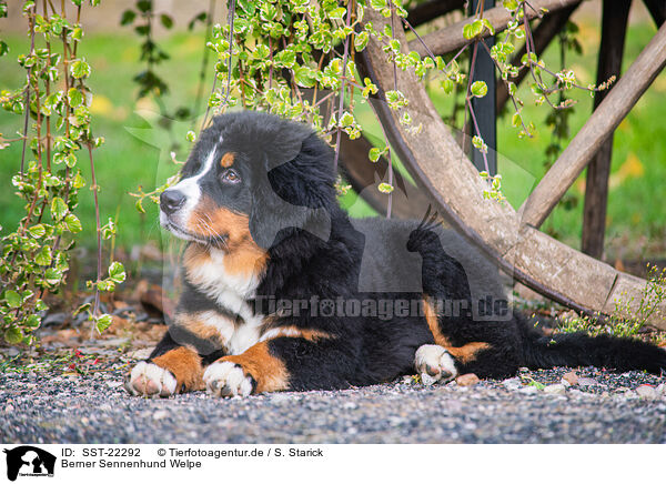Berner Sennenhund Welpe / SST-22292