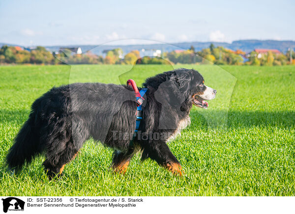 Berner Sennenhund Degenerativer Myelopathie / SST-22356