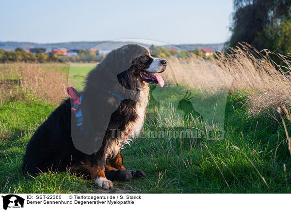 Berner Sennenhund Degenerativer Myelopathie / SST-22360