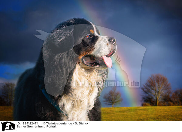 Berner Sennenhund Portrait / SST-22471