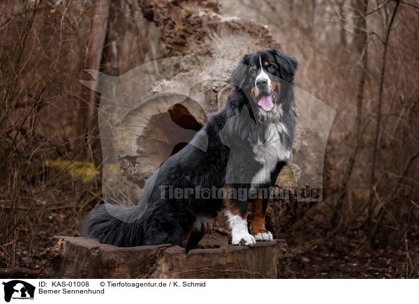 Berner Sennenhund / KAS-01008