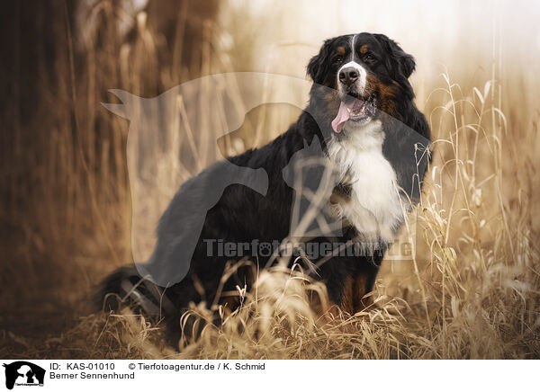 Berner Sennenhund / KAS-01010