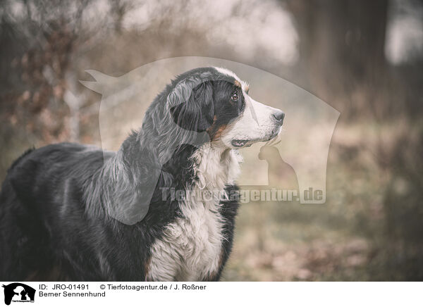 Berner Sennenhund / JRO-01491