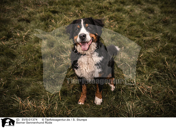 Berner Sennenhund Rde / male Bernese Mountain Dog / SVS-01374