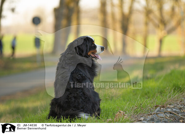 Berner Sennenhund / Bernese Mountain Dog / JM-14636