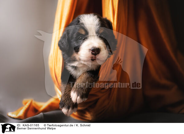Berner Sennenhund Welpe / KAS-01165