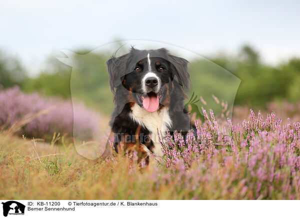 Berner Sennenhund / Bernese Mountain Dog / KB-11200