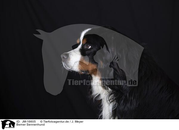 Berner Sennenhund / Bernese Mountain Dog / JM-16605