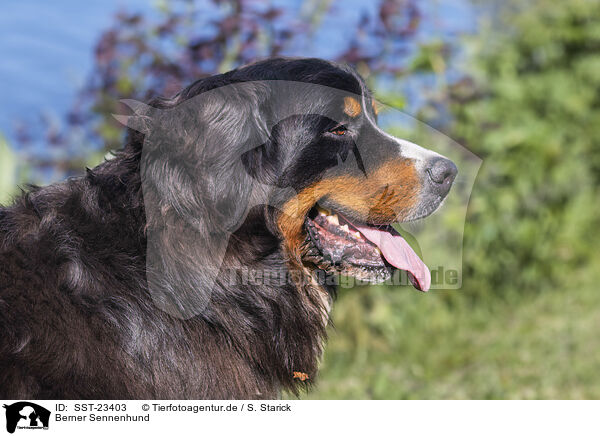 Berner Sennenhund / SST-23403