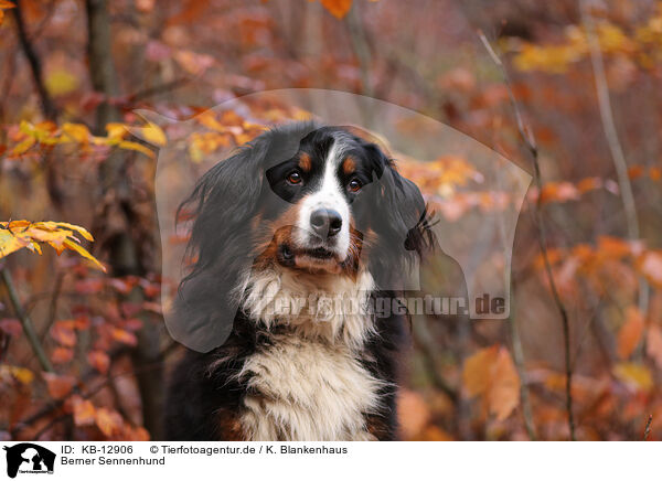 Berner Sennenhund / Bernese Mountain Dog / KB-12906
