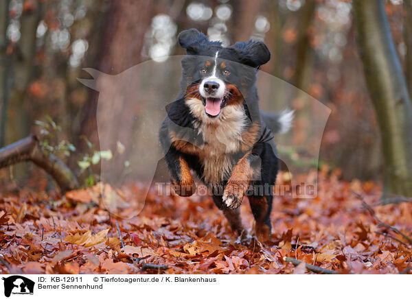 Berner Sennenhund / Bernese Mountain Dog / KB-12911