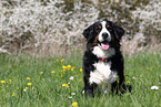 sitzender Berner Sennenhund