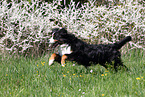 rennender Berner Sennenhund
