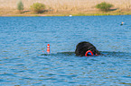 Berner Sennenhund wird ausgebildet zum Wasserrettungshund