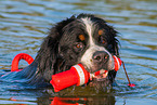 Berner Sennenhund wird ausgebildet zum Wasserrettungshund