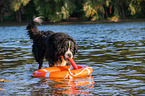 Berner Sennenhund wird ausgebildet zum Wasserrettungshund