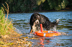 Berner Sennenhund wird ausgebildet zum Wasserrettungshund