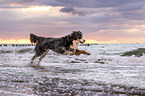 Berner Sennenhund am Meer
