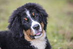 junger Berner Sennenhund