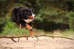 springender Berner Sennenhund