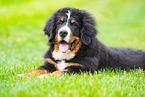 junger Berner Sennenhund