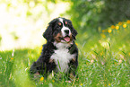 Berner Sennenhund Welpe